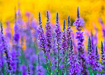 《伊科内岛：筑梦之地》新春任务除夕上架 特价8折只限3天一起过龙年