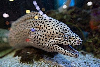 《英雄传说 黎之轨迹2》最新实机演示 中文版年内发售